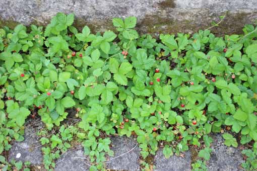 Wilde Erdbeeren