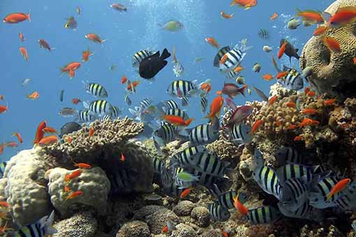 Great Barriere Reef